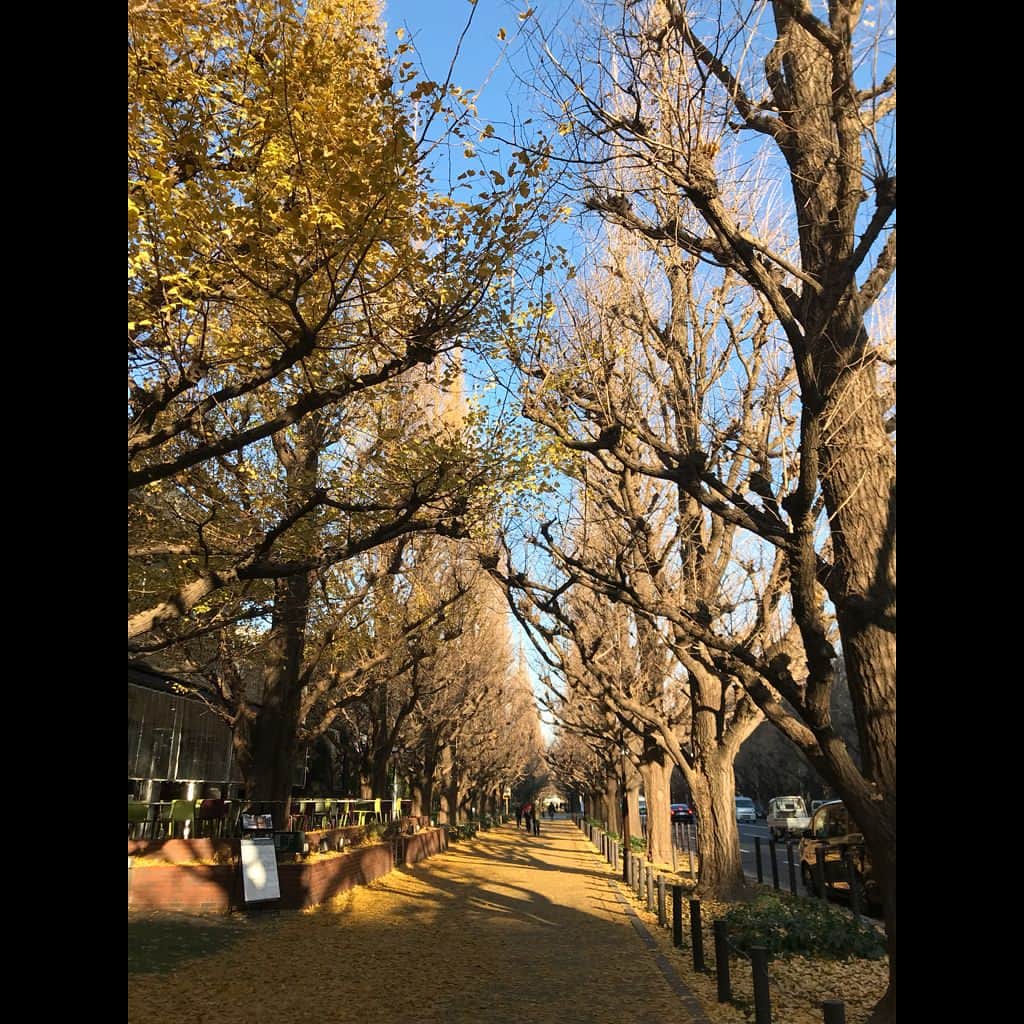 吉田羊さんのインスタグラム写真 - (吉田羊Instagram)「黄色い絨毯。 今日はまた一段と冷えるね。 みなさま、足元ぽかぽかにしてね。 #小松も冷えとり #やってます」12月10日 13時30分 - yoshidayoh_official