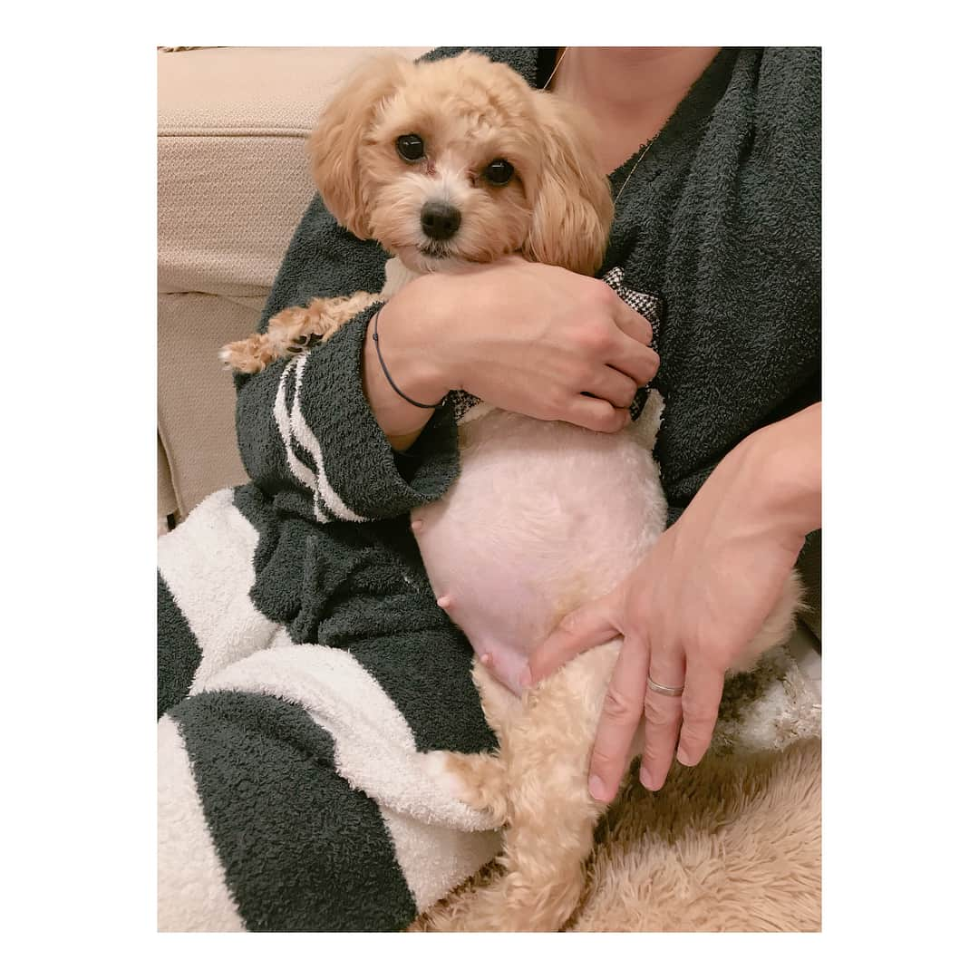 辻希美さんのインスタグラム写真 - (辻希美Instagram)「もういつ産まれてもおかしくないクックbaby♡ もぅ一昨日くらいから私…夜中〜朝方に気になってなかなか寝れず何度も見に行っちゃう…汗  本当に常にドキドキしてます‼︎ #辻希美 #クック #マルプー #犬妊娠 #犬出産 #お腹ぱんぱん  #ドキドキ #ワクワク #楽しみ で仕方がない #気になって眠れず #寝不足気味 #でも楽しみが #勝つ #はぁ #出産 まで #本当に #カウントダウン」12月11日 0時12分 - tsujinozomi_official