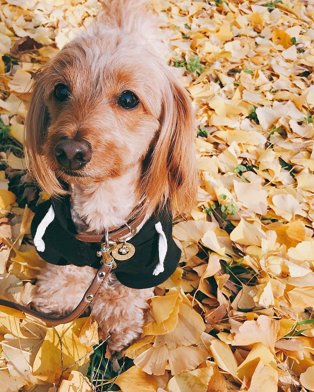 CHIHAさんのインスタグラム写真 - (CHIHAInstagram)「秋はおしゃれも楽しいし、食べ物は美味しいし、紅葉綺麗だし、好きな季節❤️ 大人になるにつれて、日本の四季が前より好きになってきた🌸 ・ ・ ・ 今日も、いつものかわいこちゃんが家に来るわよ❤️ 楽しみ！！ ・ ・ ・  #autumn #autumnleaves #japan #ginkgo #いちょう #秋 #愛犬 #ダップー」12月11日 12時27分 - chiha6170