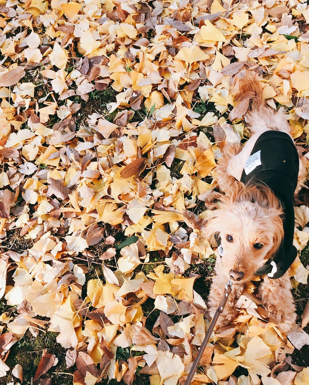 CHIHAさんのインスタグラム写真 - (CHIHAInstagram)「秋はおしゃれも楽しいし、食べ物は美味しいし、紅葉綺麗だし、好きな季節❤️ 大人になるにつれて、日本の四季が前より好きになってきた🌸 ・ ・ ・ 今日も、いつものかわいこちゃんが家に来るわよ❤️ 楽しみ！！ ・ ・ ・  #autumn #autumnleaves #japan #ginkgo #いちょう #秋 #愛犬 #ダップー」12月11日 12時27分 - chiha6170