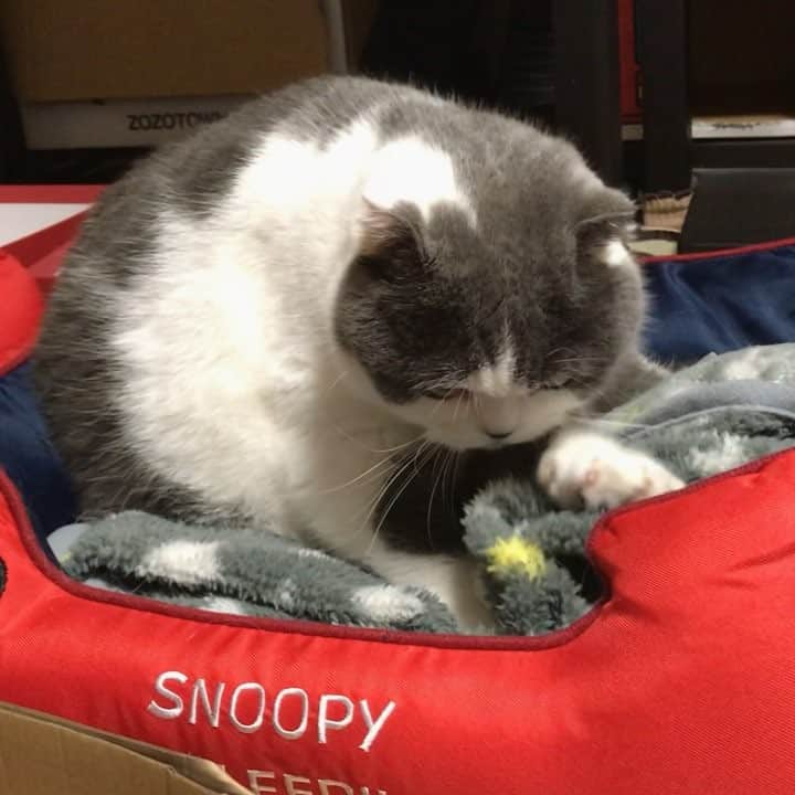 マロニーのインスタグラム：「ハル＜  こねこねこねこねこねこね.....美味しくなりますように.....こねこねこね..... （ハルくん新しいベッドでふみふみしてました⭐︎珍しい🍞！） #マシュマロマロニー #猫 #ねこ #ネコ #cat #scottishfold #はるさめのハル #ハルくん #スコティッシュフォールド #ふみふみ #フミフミ」