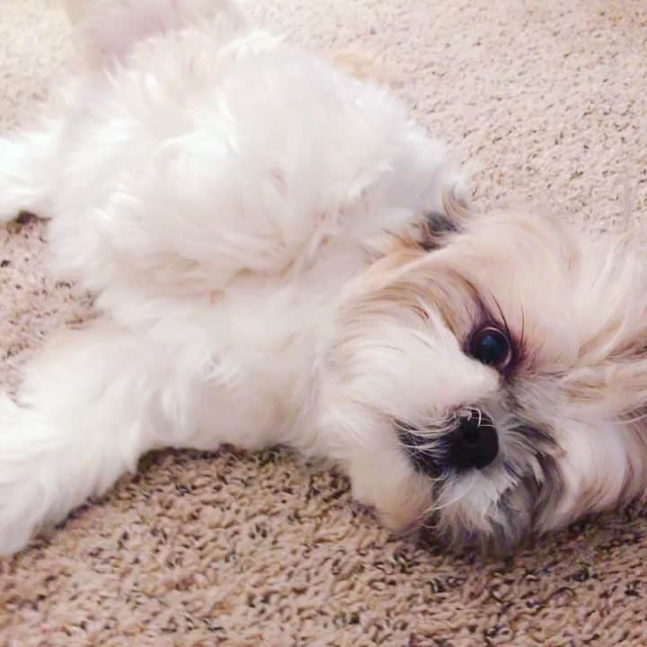 Buttersのインスタグラム：「Killing mommy with cuteness so she would give me my toy. 😂 #playfulpuppy」