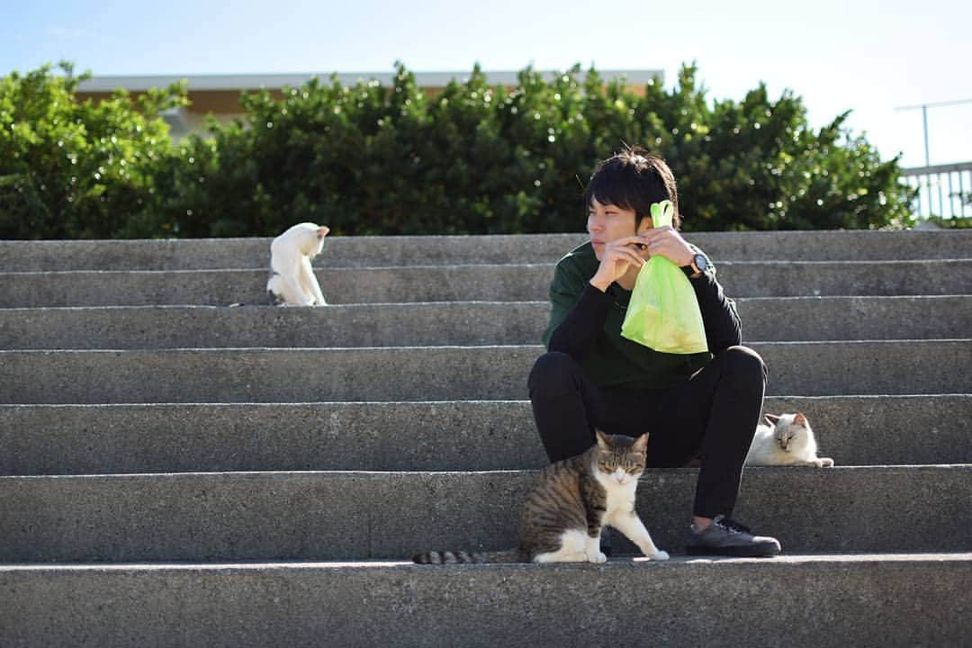 リトレンゴ【公式】のインスタグラム：「Photo by @_attamu_ https://www.instagram.com/p/BcE8dE8jQ5E/  日本の離島を元気にするサイト「リトレンゴ」では、フォトコンテスト開催中！今回のテーマは『日本の島猫』。応募は島の名前とハッシュタグ「 #ritorengo 」を付けるだけ。作品は随時ピックアップしてご紹介いたします。  詳しくはこちら🐱 >> @ritorengo  #奥武島 #沖縄 #離島 #島旅 #島猫 #猫 #ネコ #ねこ #島 #cats_of_instagram #landscape_captures #landscapephotography #landscapelovers #animal #animallovers #animalphotography #cat #catlove #catphoto #ilovecat #japan #japon #にゃんすたぐらむ #にゃんだふるらいふ #ねこ部 #写真好きな人と繋がりたい #写真撮ってる人と繋がりたい #ファインダー越しの私の世界」