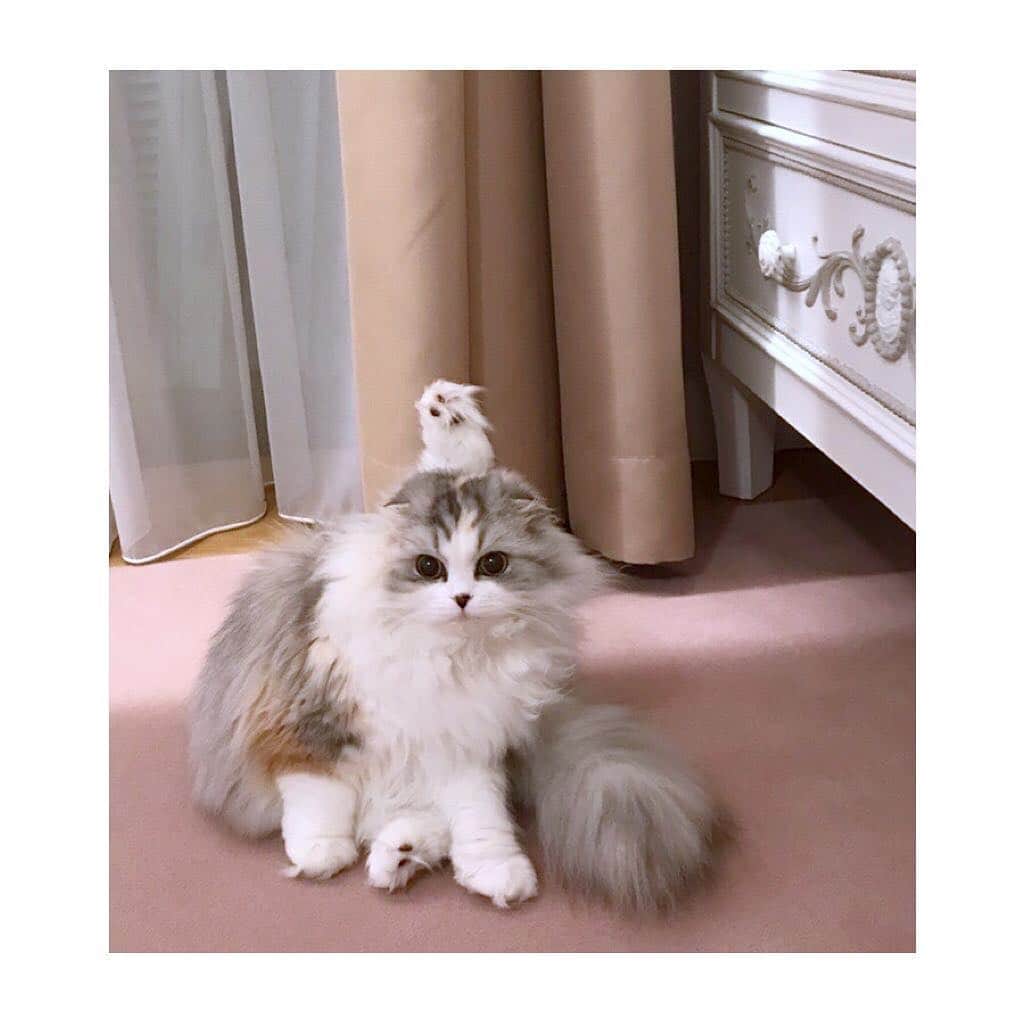 けむしちゃんのインスタグラム：「I’m bored 💭💭💭」