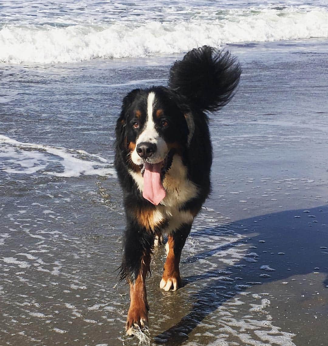 Mike Kriegerのインスタグラム：「Starting today, you can follow hashtags on Instagram and discover more photos and videos around your interests, hobbies, passions and the communities you care about. In honor of @Junopup, I’m following #bernesemountaindog 🐾  Thanks to @kzk9sf for the Juno pic!」