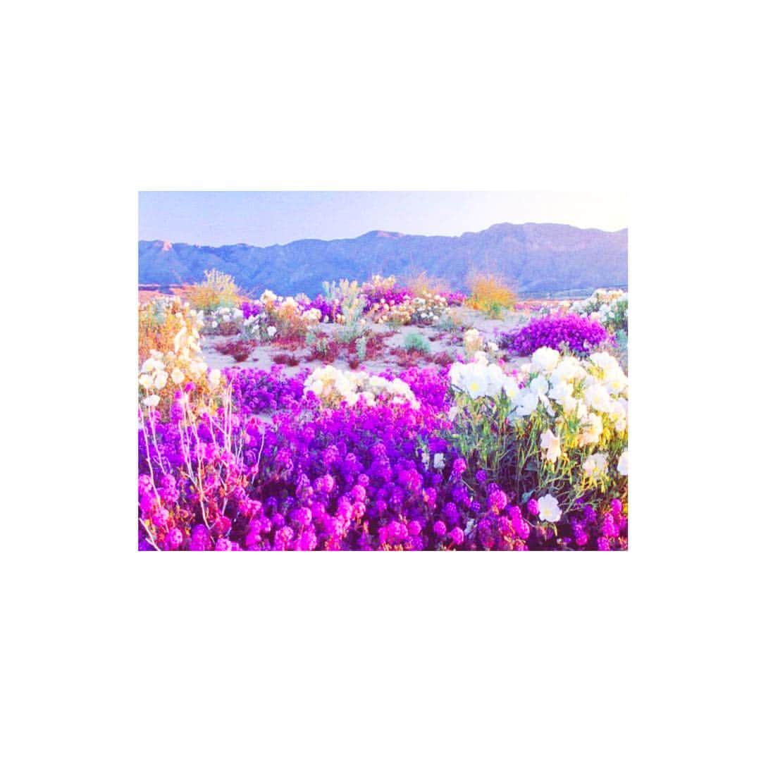 ミン・ヒョリンさんのインスタグラム写真 - (ミン・ヒョリンInstagram)「꽃은 언제봐도 이쁘다🌸😄」12月13日 3時13分 - hyorin_min