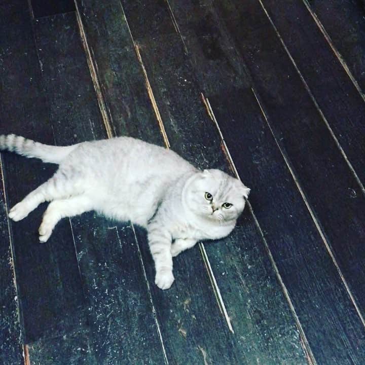 Roku Rokuのインスタグラム：「Die? Okay .. Done, now where is my cat nip? 😌」