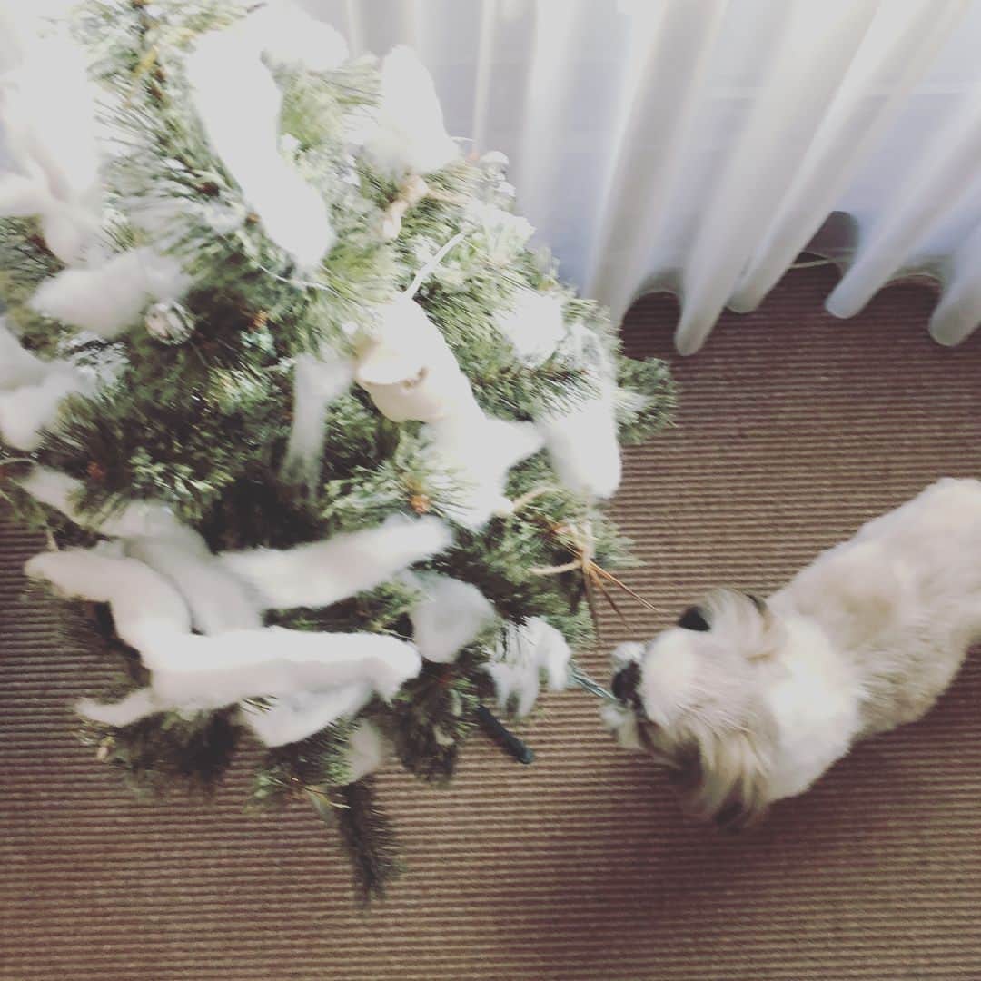 浜島直子さんのインスタグラム写真 - (浜島直子Instagram)「やっとクリスマスツリーを出せた〜🎄 今年は息子が張り切って、ふんわり雪が多めのツリーに仕上がりました❄️ なかなかいいんじゃない👍 ・ #と思ったら #吹雪に襲われるクリスマスツリー🎄 #ガンバ😭 #クリスマスツリー」12月14日 14時39分 - hamaji_0912