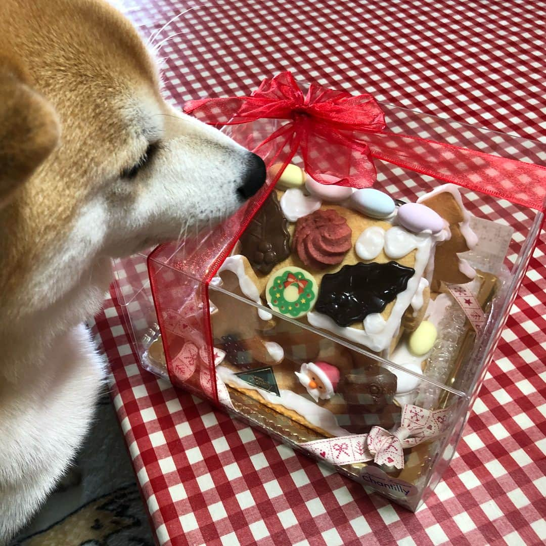 Kazumi-Gakumamaさんのインスタグラム写真 - (Kazumi-GakumamaInstagram)「もうこの時期が来たんだね〰️💝🎄❄️ *  大好きなシャンティーのシュトーレンの時期〜〜🎅 *  ドイツ発祥のシュトーレン 🎄  11月からクリスマスまでの毎日を一切れずつ薄くスライスして少しずつ食べて行く習慣があるそうだけど、美味し過ぎて少しずつなんて無理(>_<) *  シャンティーのシュトーレンはずっしりと重く、ラム酒に漬けたレーズン等のフルーツ、厳選されたドライフルーツやナッツ、マジパンにフレッシュバターをふんだんに使ってしっとりと深みのあるお味 🥃 *  そして、ヘクセンハウス(お菓子の家)🍭🍫🍪🍬🏠 *  めちゃめちゃ可愛いからギリギリまで飾って置きま〜〜す🤣 *  注)チャリンチャリンしてる音は、ニャンコ🐈🐈達が食事中で、鈴が食器に当たってる音です😅 🐾----*----*----*----🐾 I think Chantilly's Stollen is the best in the world🎄💖🤤 🐾----*----*----*----🐾 #柴犬 #shiba  #shibainu  #shibastagram  #柴犬岳 #柴犬ガク #gaku  #shibainugaku  #乗せ芸 #今日の乗せ芸 #また虐待と言われそう #沼田 #シャンティー #Chantilly シュトーレン #Stollen #ヘクセンハウス #Hexenhaus #お菓子の家 #私が世界一美味しいと思うシュトーレン #20171214 @pattiserie.chantilly_t.m @chantillymam55 #やっぱりコメントの順番が変」12月14日 20時20分 - shibainu.gaku