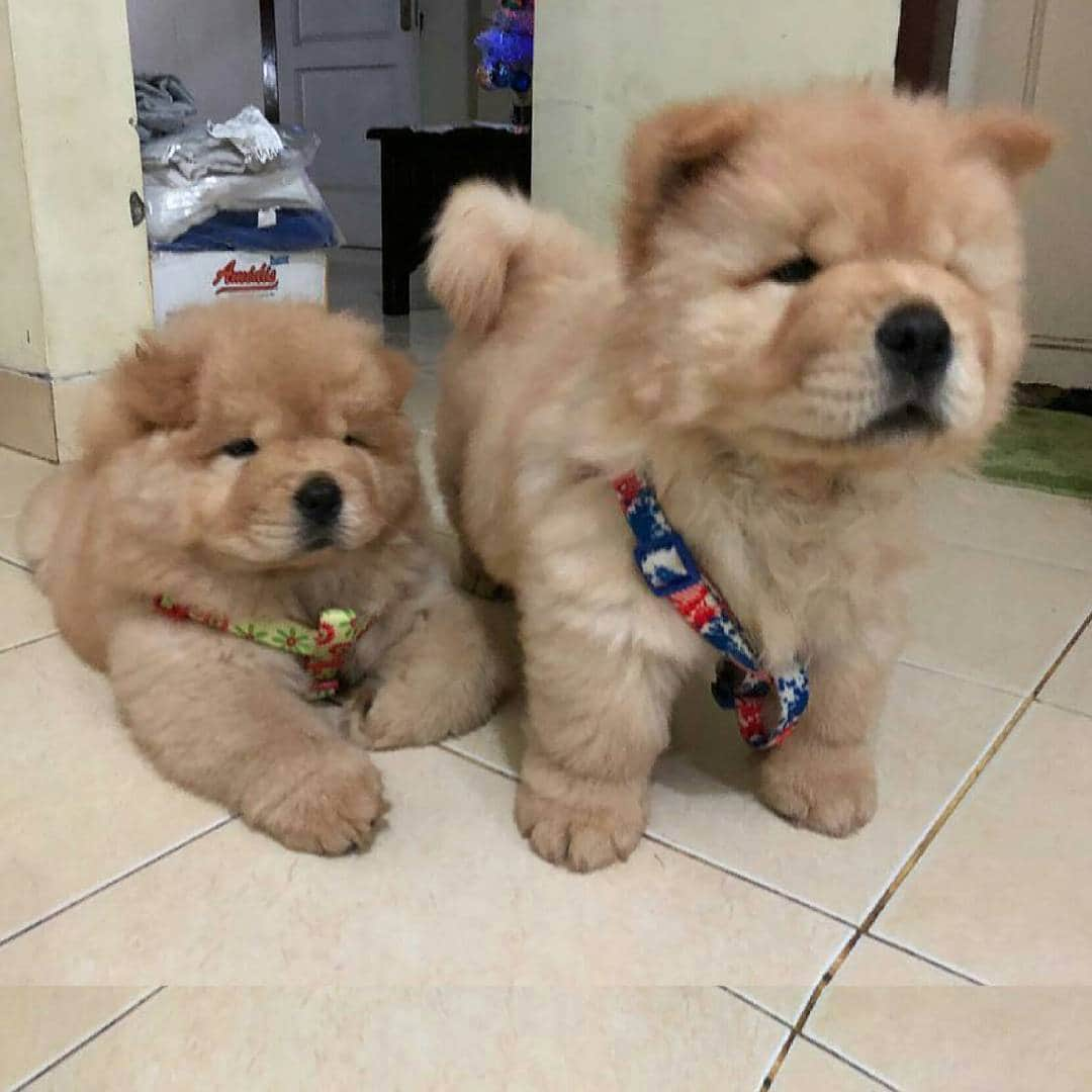 CHOWSTAGRAM CHoW CHoW PuPPieSのインスタグラム：「@ferdinandussugi」