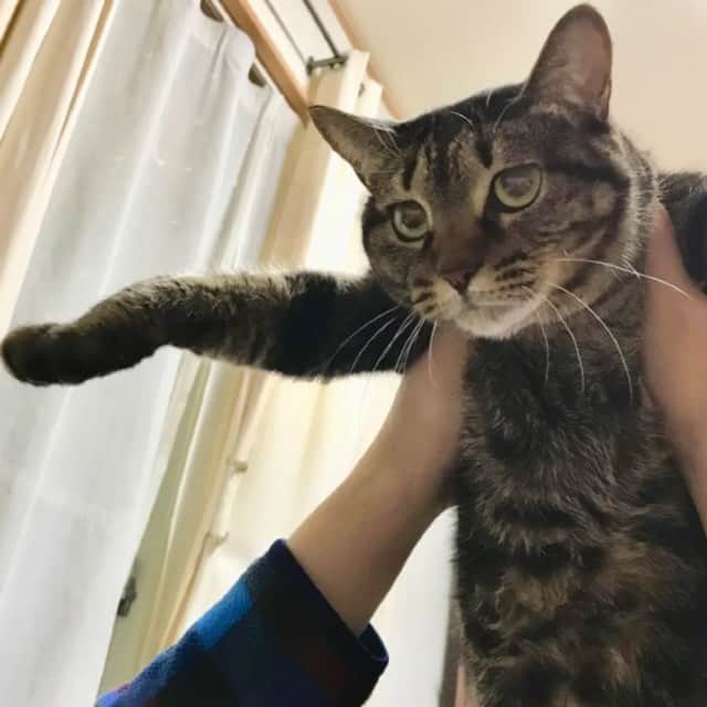小森高博のインスタグラム：「デーモン #cat」
