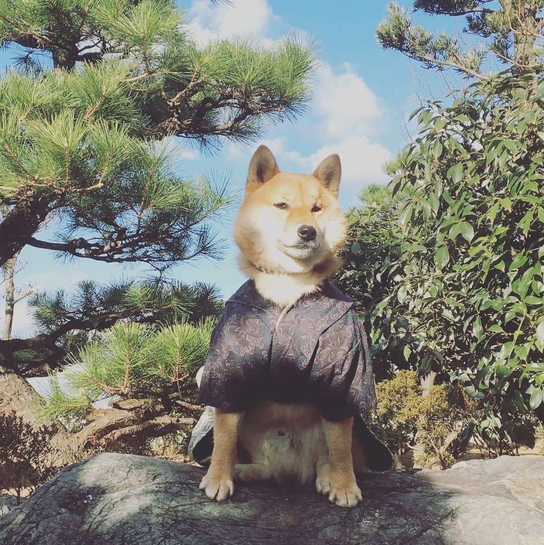 武田訓佳さんのインスタグラム写真 - (武田訓佳Instagram)「年賀状、もう準備しましたか？？ 今日から受付開始ですね☺︎ 12/15〜25 に投函すれば元旦に届けてくれる年賀状📮 ちなみに52円で届けてくれるのは、 12/15〜1/7 投函分のみ！です📮  そろそろ準備しなくちゃ♪♪ #ten #イチバン #年賀状 #マステ #マスキングテープ #アレンジ #手作り年賀状 #ワールド牧場 #わんちゃんと年賀状用の写真撮れます #黒チワワのげんちゃん #芝犬の棟梁 #みんなお利口さん #たまに暴れん坊 #きゅんきゅんできます #おススメ #来週は新年にオススメなもの紹介します #たけロケ日誌」12月15日 12時28分 - kunika0117