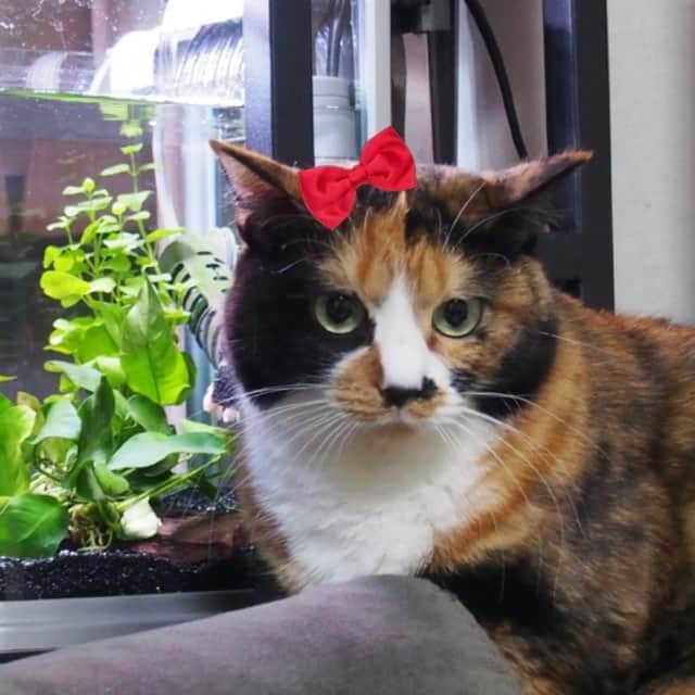 小森高博のインスタグラム：「協議 #cat」