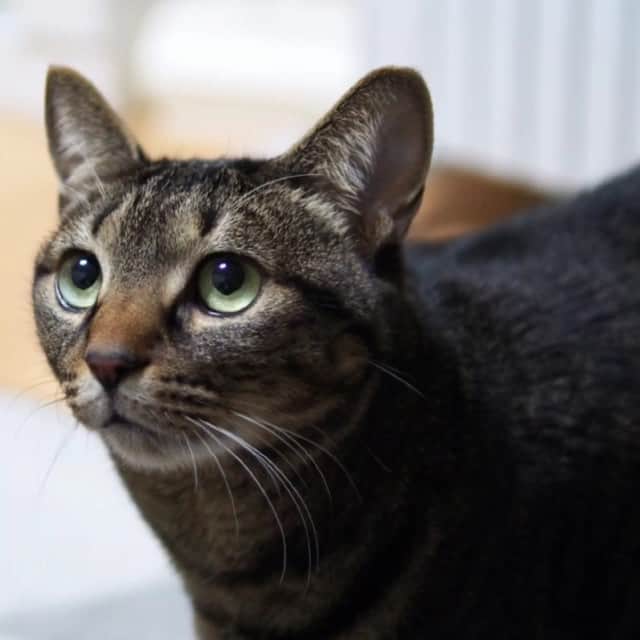 小森高博のインスタグラム：「なんかの指示出し #cat」