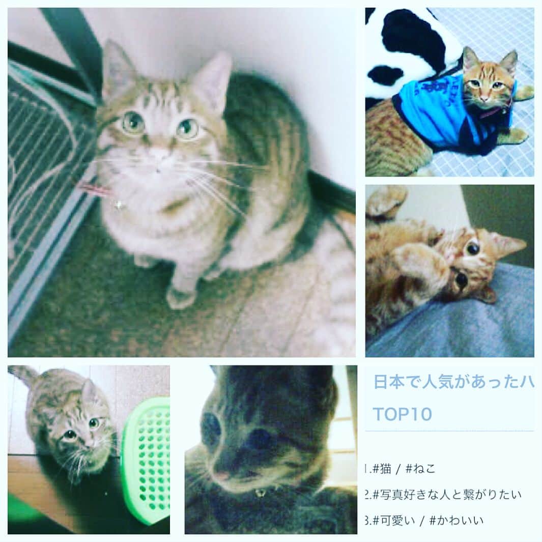 KiYOのインスタグラム：「去年に続き、2017年の人気#ハッシュタグ 1位？も#猫 でしたと聞いて🙄. 急いで乗っかってみた──。『在りし日の#虎太郎 くん』. そういや先週誕生日だったかなこの人（猫）. . The same as last year, "猫 (a #cat)" is the best #hashtag from 2017 in #Japan. So, I #shared my dear #Kotarou-kun was still alive 🐈. I'd clean forgotten that his #birthday ended last week 😵 . . #kiyonomo」