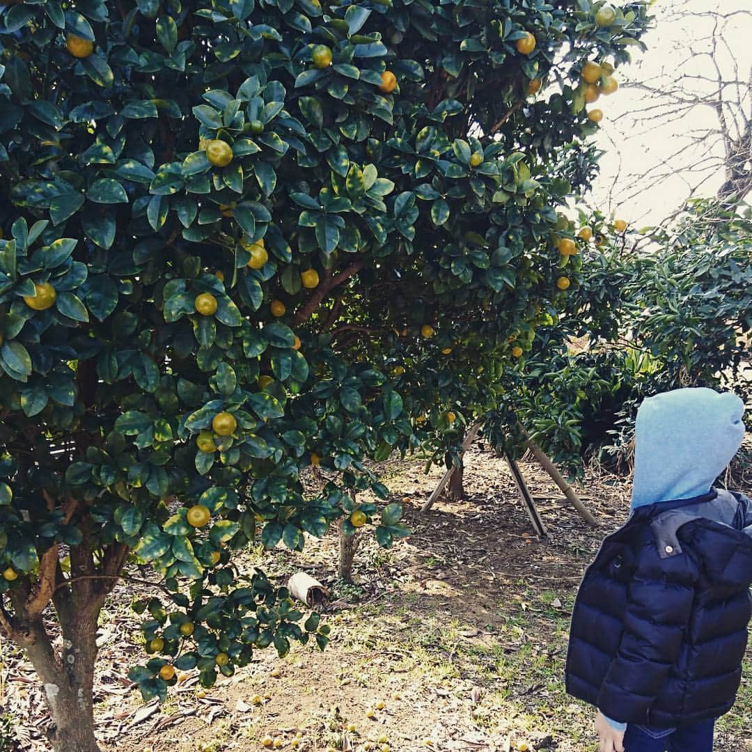 七帆ひかるさんのインスタグラム写真 - (七帆ひかるInstagram)「収穫🍊  #金柑 #柚子 #収穫 #ひいおばあちゃん に会いに！ #ねこ 遊びに来た(^-^)」12月16日 17時19分 - nanaho.hikaru