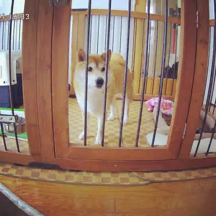 Hanamichi ＆ ℕㆁℜ〡ｋㆁ♡のインスタグラム：「お留守番中もオヤツをあげられるなんて✨ イカン、ついつい仕事中も見てまう笑  #furbo  新機種は画質も動画のスムーズさもグッとアップしてます♡ストレスゼロ✨  #柴犬 #しばいぬ #子犬 #わんこ #dog #shiba #puppy #love #cute #お留守番カメラ」