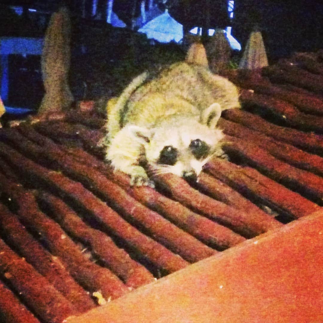 リチャード・ルッコロのインスタグラム：「Raccoon on a hot wood roof. #mexico #Cancun #animallove」