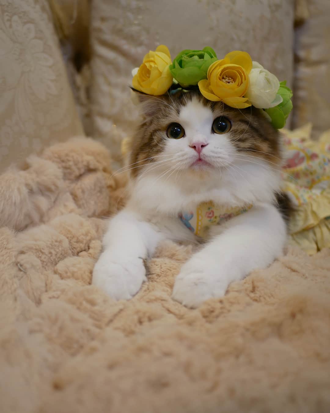 マンチカンのココ王子さんのインスタグラム写真 - (マンチカンのココ王子Instagram)「@nekohanakannmuri_2017 さんの #猫花冠  モデル撮影にゃ✨ . #ミヌエット#minuet#cat#猫#花冠#petpark_winter」12月17日 3時25分 - cocolog_cat