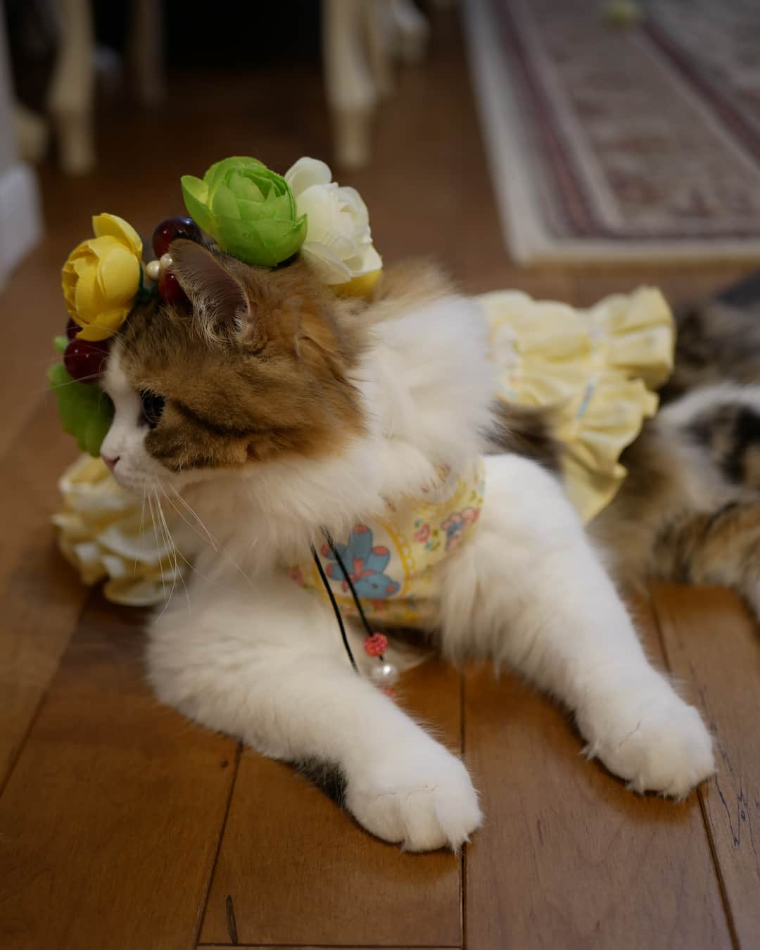 マンチカンのココ王子さんのインスタグラム写真 - (マンチカンのココ王子Instagram)「@nekohanakannmuri_2017 さんの #猫花冠  モデル撮影にゃ✨ . #ミヌエット#minuet#cat#猫#花冠#petpark_winter」12月17日 3時25分 - cocolog_cat