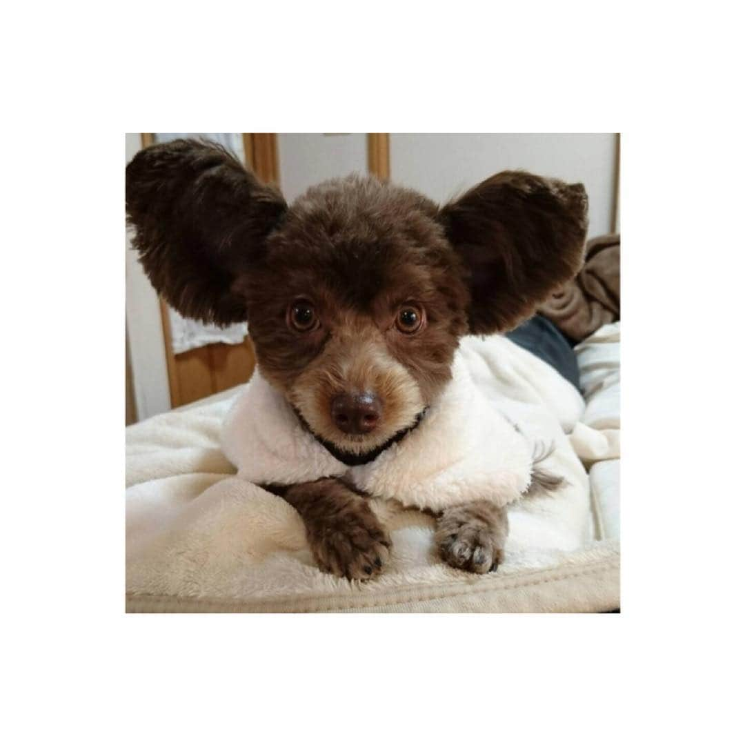 尾島知佳さんのインスタグラム写真 - (尾島知佳Instagram)「My angel 🐶💕 . . #myangel #myfamily #mybaby #dogstgram #chiwapoo #belle #beautifulface」12月17日 10時43分 - chika.ojima