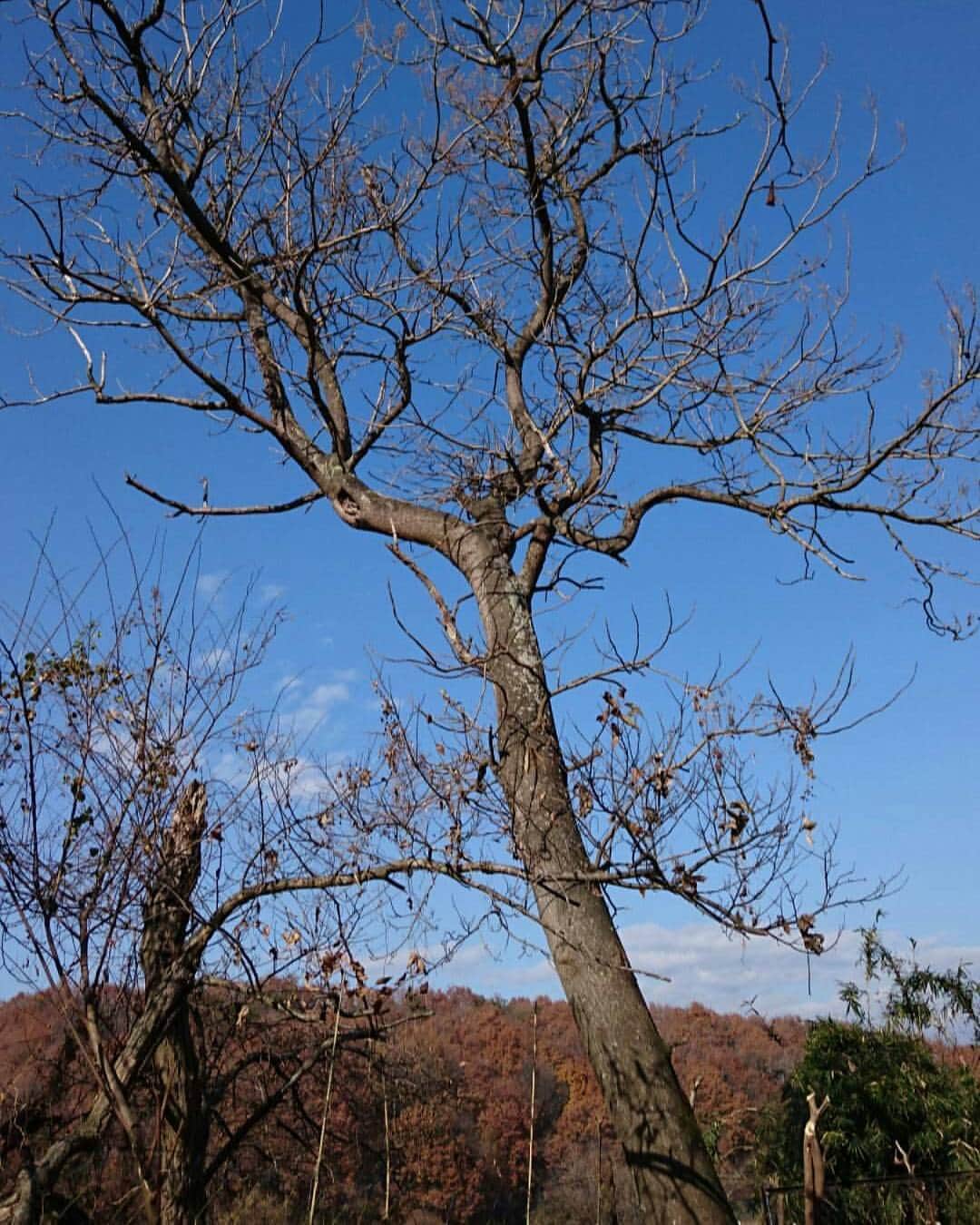 我妻マリさんのインスタグラム写真 - (我妻マリInstagram)「桐の樹は春、紫色の花を咲かせ  その周囲は甘い香りが放される」12月18日 1時10分 - azumamari