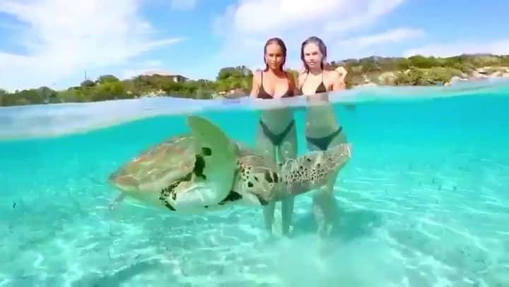 Renee Somerfieldのインスタグラム：「Gimme some fin dude 🐢 @scarlettleithold @france.and.jesse @stanielrents」