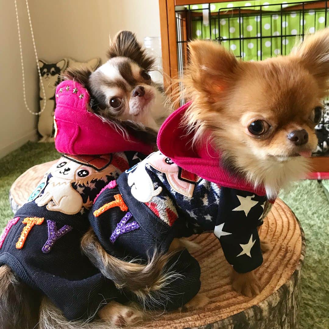 kayoのインスタグラム：「* * ちょい遅 おはくりちー❤️ * * @caramelbox_ さんの初売りで ゲットした(してきてもらった)福袋に入ってたお洋服✨ * otty×J&Kanimalsコラボの アメリカンつなぎが 前から持ってたのでオソロになったよ👦🏼👦🏽💓💓 * * くりおとらいちんが 同じサイズ着てるのなんか不思議〜😂 * * Lychee❤️kulio * * #キャラメルボックス #福袋 #オソロ * #chihuahua#chihuahualove#dogstgram#dog#instadog#ちわわ#チワワ#チワワ画像#チワワ大好き#チワワ部#親ばか部#ロングコートチワワ#多頭飼い#パピー#puppy * *」