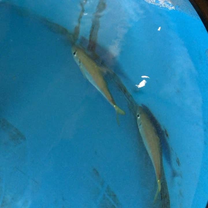 知床漁場 吹田店のグルメインスタ