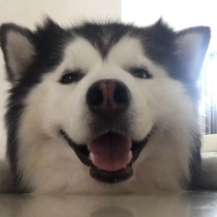 MARUのインスタグラム：「Can't get this song out of my head ❤️🎶🔊 Scooby-Doo PA PA 🎵🎶 #maruhuskyvids #marudancing ____________ #houndandlife#huskypics#bestwoof#meowvswoof#myhusky#Ruffpost#videobyanimals#dog_features#my_husky#barkpost#dailybarker#photos4ellen#huskylovingclub#alaskanmalamute#excellent_dogs#thedodo#sendadogphoto#itsahuskything#huffpostgram#dogs_of_instworld#ilovehuskies_features#buzzfeedanimals#viralpets#meowsandwoofs#funbestvids」