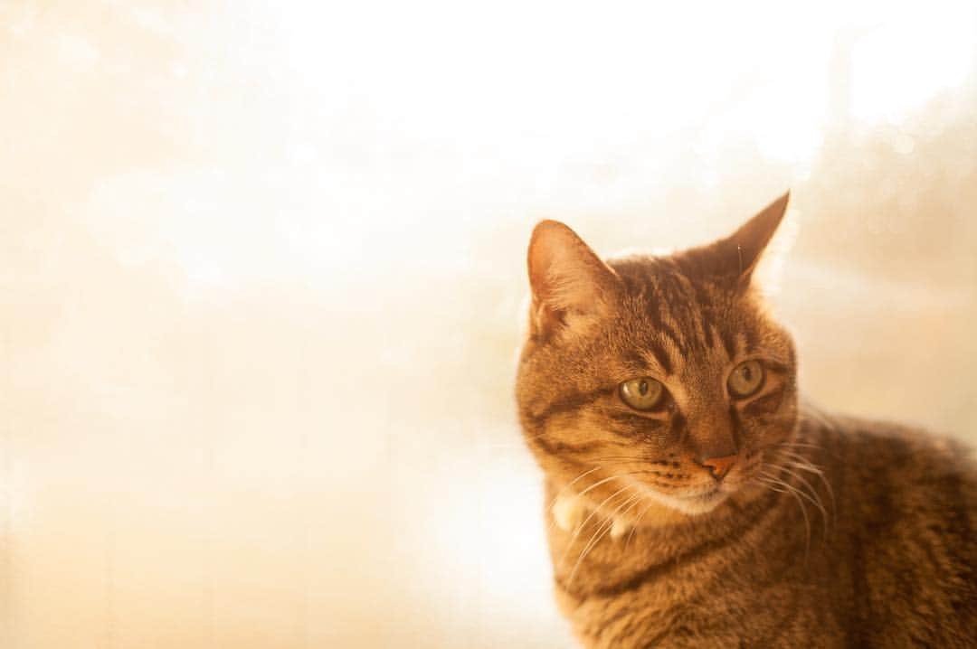 antibac2k_official from Tokyo Japanのインスタグラム：「-Cat- #写真 #写真好きな人と繋がりたい #写真撮ってる人と繋がりたい #ファインダー越しの私の世界 #カメラ女子 #猫」