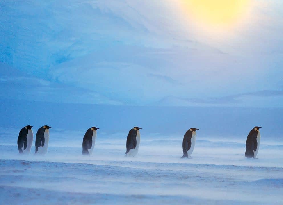 National Geographic Travelさんのインスタグラム写真 - (National Geographic TravelInstagram)「Photo by @FransLanting “March of the Penguins” A stoic procession of emperor penguins is making its way back to open water after doing duty as parents sheltering newborn chicks under frigid conditions on the sea ice off Antarctica. Open water can be more than 60 miles away, and it may take them days to get there. Everything about the lives of emperor penguins is extreme. In order to capture any of it, you have to succumb to the same conditions that they endure. But what a privilege it is to spend time with these amazing birds. To see what I had to wear to stay warm and for more coverage of the birds, follow me @FransLanting and @ChristineEckstrom.  @natgeocreative @thephotosociety #Antarctica #EmperorPenguins #Penguins #Extreme #ClimateChange」1月13日 20時50分 - natgeotravel