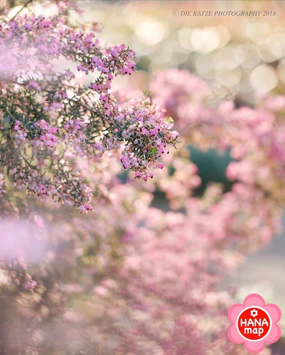 はなまっぷ❁日本の花風景さんのインスタグラム写真 - (はなまっぷ❁日本の花風景Instagram)「💐はなまっぷ 💐 * @diekatze8181  さんの お花にも花まるを💮 * 小さな鈴の音が聞こえてきそうなピンクの花が美しいエリカ様をありがとうございます😊💐 * 東京  #新宿御苑 * ジャノメエリカの花言葉 「幸運」 * 💐•••💐•••💐•••💐•••💐•••💐 * いつも素敵なお花をありがとうございます😊 日本のお花にタグ付けしてください💐 お花があれば何でもOKです💜 * #はなまっぷ * #東京#新宿#ジャノメエリカ#エリカ#flower#flowers#花#花言葉」1月14日 11時12分 - hanamap