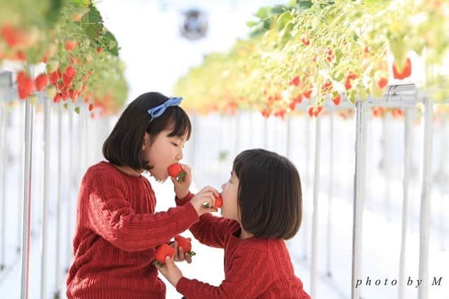 じゃらん遊び・体験予約のインスタグラム：「今日はいちごの日🍓 じゃらんでいちご狩りを予約しませんか☺️ おいしいいちごを食べるためにも予約が安心です🍓 .⠀ photo by @mami7d ⠀ #jalan_asobiいちご狩り タグを付けて頂いた投稿の中から @jalan_activity 担当者がピックアップした作品を紹介しています！ いいね&コメントお待ちしております✨⠀ .⠀ ＼✨#jalan_asobiいちご狩り -じゃらん遊び・体験いちご狩りフォトコンテスト開催中✨／ 選ばれた方は、『じゃらん』に掲載されます！⠀ ▶︎詳しくはホームのURLをチェック! @jalan_activity⠀ .⠀ .⠀ #じゃらん遊び体験予約 #instagramjapan #tokyocameraclub #土曜日の小旅行 #ig_japan #wu_japan #ペアルック#lovers_nippon #team_jp_ #photo_shorttrip #s_shot #東京カメラ部 #jp_gallery #双子コーデ #japan_daytime_view #体験 #外遊び #観光 #絶景 #日本の絶景 #女子旅 #カメラ女子 #旅好きな人と繋がりたい #旅好き #goproのある生活 #プチ旅行  #フォトジェニック#いちごの日」