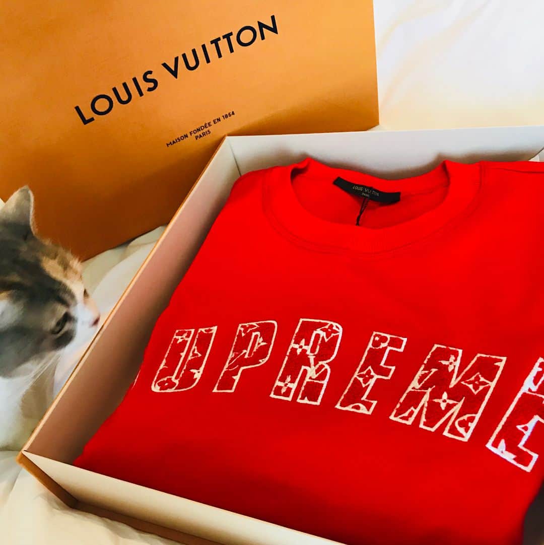 高橋みなみのインスタグラム：「猫あるある 写真撮ってると入ってくるw 箱が好き📦 なんでなんだろ不思議🤤  #cat #ねこ  #ねこすたぐらむ  #ふわもこ部  #cute  #love  #louisvuitton  #supreme  #マンチカン #catstagram」