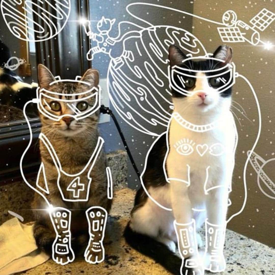 Bob And His Humanさんのインスタグラム写真 - (Bob And His HumanInstagram)「I imagine that if cats could use VR technology, they would naturally travel the universe in search of the Milky Way 😹🥛✨ And that’s just what I created for the fur children of @prspctv_cllctv - if you haven’t seen his incredible lettering and illustration work yet, go check it out, cause he’s amazing!」12月23日 7時21分 - idraw_on_cats