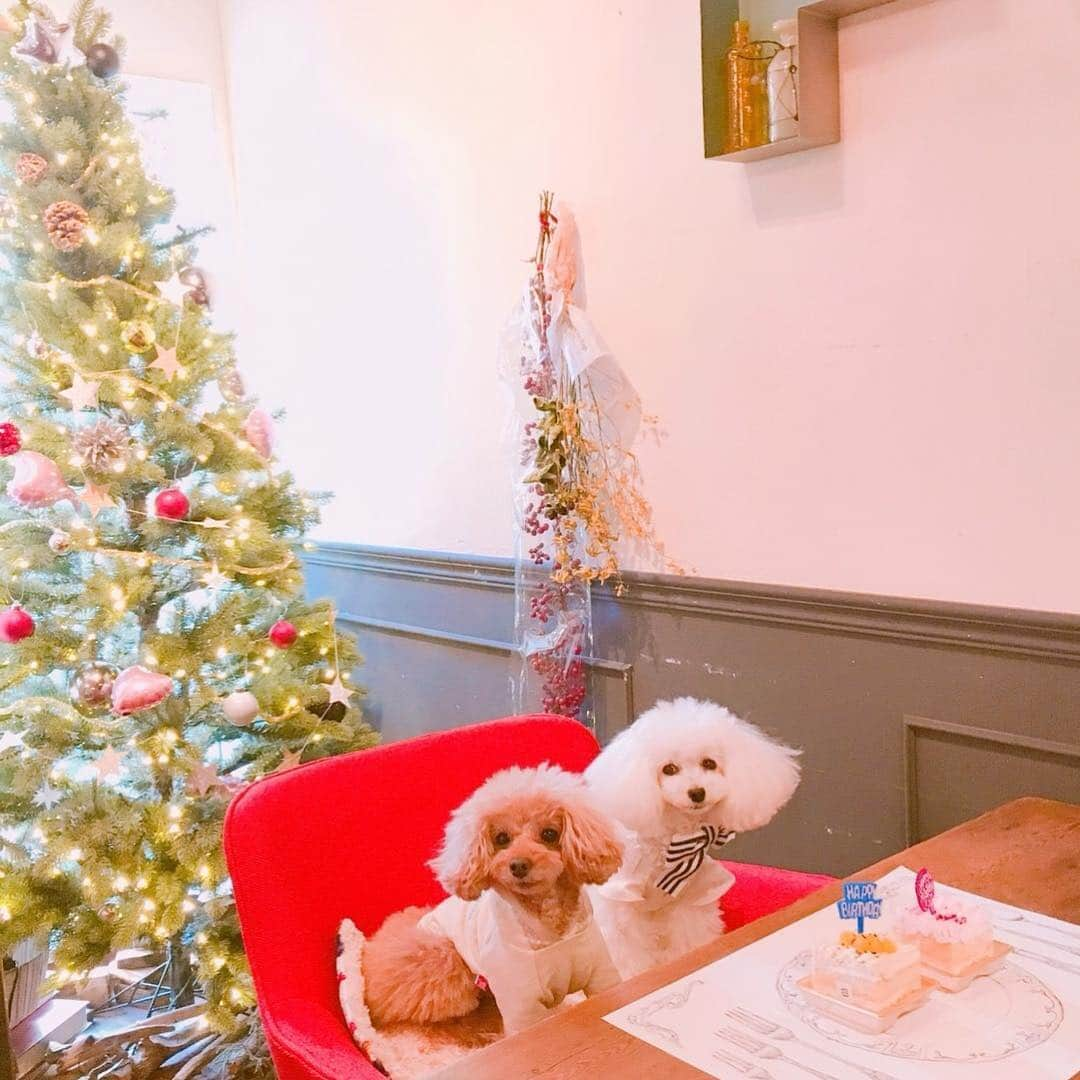 トワル ド リベルテのインスタグラム：「可愛いわんちゃんとXmasツリー😊💕🎄 お散歩に是非いらして下さい🐶 ご予約もお待ちしております🥞」