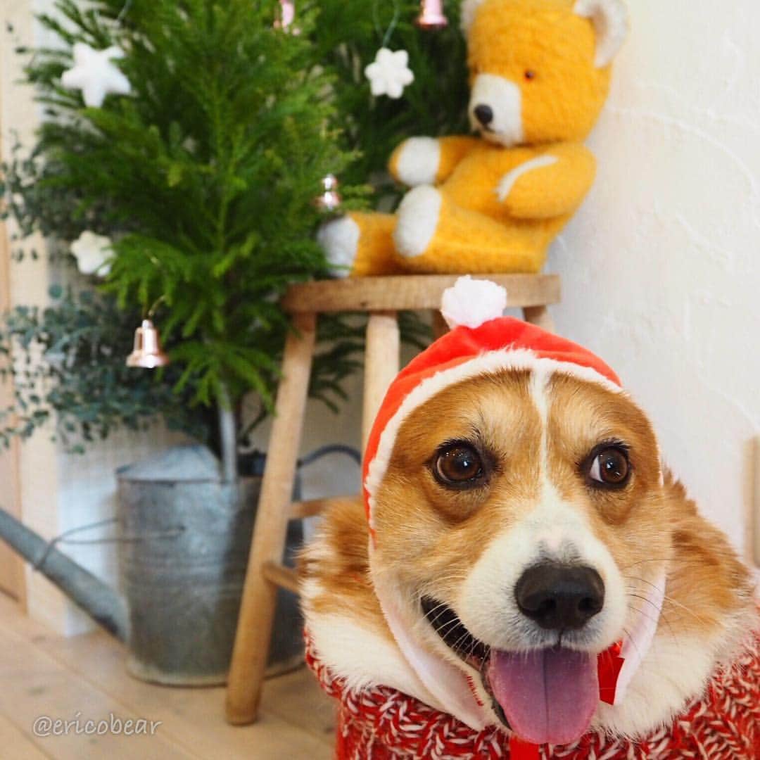 のインスタグラム：「✩ May your Christmas wishes come true! ✩ #猫用被り物 #うん #やっぱり小さかったね ✩ #それいけ力丸くん #コーギー  #corgi #corgistagram #corgi_of_instagram #welshcorgi #instacorgi #instadog #ilovemydog #dogstagram #corgilove #corgicommunity #corgination #corgisofinstagram #corgioftheday #dogsofinstagram  #corgitime #corgi_smile #fluffypack #corgidaily #素敵なクリスマスを」