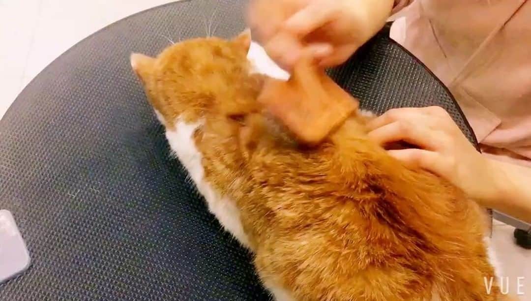 スイ・ヒーのインスタグラム：「🐱🐱🐱❤️❤️❤️」