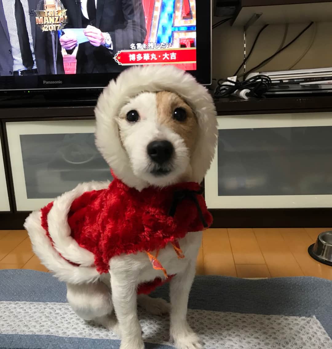 山田将之さんのインスタグラム写真 - (山田将之Instagram)「Merry Xmas🎅🎄🎁 皆さん、クリスマスはいかがお過ごしでしょうか？？ ....我が家の頼もしい番犬は久しぶりに帰ると毎回何か着せられてます😅 頼もしさのかけらも無い。。。. #我が家の番犬 #ちっちゃい虫とかにはめっちゃ吠える #大型犬相手だとすぐゴマする #ぶりっこ #バンダナちゃん #4枚目はなんかライオンキングみたいになってる #ジャックラッセルテリア #名前はルルと申します〜 #皆さん良い時間を😊」12月24日 16時15分 - masayuki36