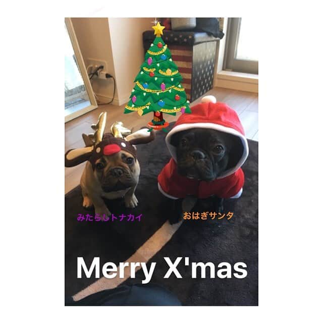 RENA（久保田玲奈）さんのインスタグラム写真 - (RENA（久保田玲奈）Instagram)「🎅Merry X'mas🎄❤️ この子達がいるから 試合前でもクリスマス気分💕  #クリスマス #フレンチブルドッグ #おはぎ #みたらし #サンタコス #トナカイコス #我が家のクリスマス」12月24日 12時29分 - sb_rena