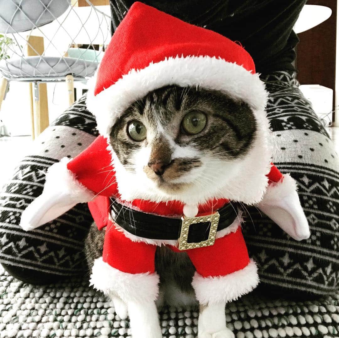 メンタリストDaiGoさんのインスタグラム写真 - (メンタリストDaiGoInstagram)「I wish you a merry Christmas! #cat #みこ #サンタというか天使 #クリスマスプレゼントなんでも買ってあげるよみこたん」12月24日 13時09分 - mentalistdaigo