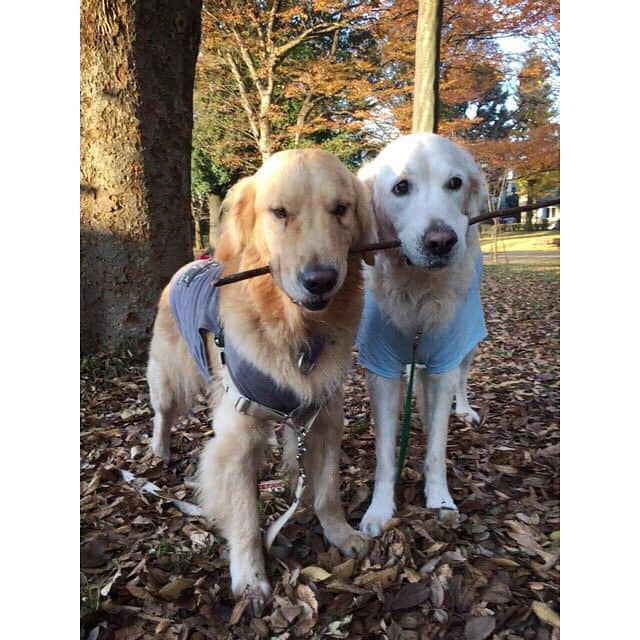 松嶋恵里さんのインスタグラム写真 - (松嶋恵里Instagram)「🎅 仲良しの犬友達とオモチャをシェアし日々遊び、クリパまでキメるうちのリア充わんこ🐶🌲 #クリスマス#ゴールデンレトリバー#英ゴル#木の棒大好き#オモチャ#仲良くシェア#サンタ#コスプレ#リア充#ほほえましい#犬バカ部#merrychristmas#goldenretriever#englishgoldenretriever#santaclaus#dogstagram#l4l」12月24日 21時03分 - eri_mtsm0215