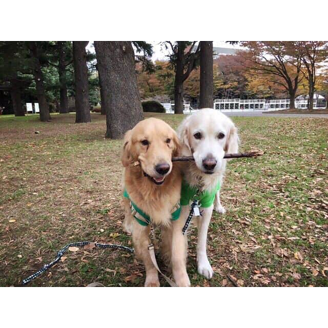 松嶋恵里のインスタグラム：「🎅 仲良しの犬友達とオモチャをシェアし日々遊び、クリパまでキメるうちのリア充わんこ🐶🌲 #クリスマス#ゴールデンレトリバー#英ゴル#木の棒大好き#オモチャ#仲良くシェア#サンタ#コスプレ#リア充#ほほえましい#犬バカ部#merrychristmas#goldenretriever#englishgoldenretriever#santaclaus#dogstagram#l4l」