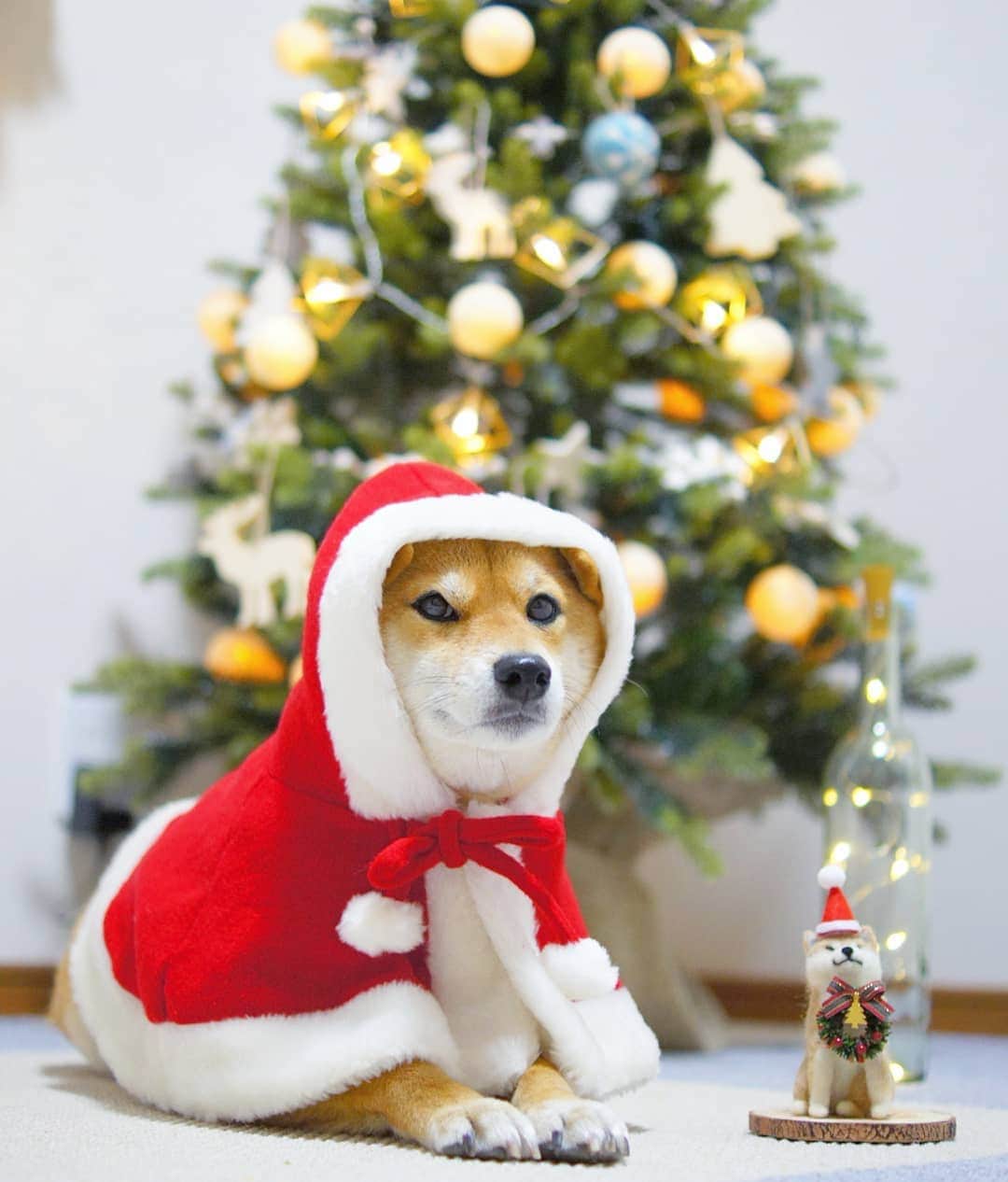 柴犬 ゆりさんのインスタグラム写真 - (柴犬 ゆりInstagram)「2017.12.24  Merry Christmas🎄🎅🎁✨ ・ ・  #犬 #柴犬 #クリスマス #クリスマスとレグザ #ふわもこ部 #ふゆの日withkiss #eosm100の冬の光 #shibainu #shibastagram #dog #dogsofinstgram #dogsofinstaworld #dogscorner #tokyocameraclub #team_jp_ #topdogphoto #instagramjapan #igersjp #igcutest_animals #meowsandwoofs #pecoいぬ部 #proudshibas #WeeklyFluff #west_dog_japan #instadog #instagood #christmas #cute #petpark_winter」12月24日 21時18分 - shibainuholic