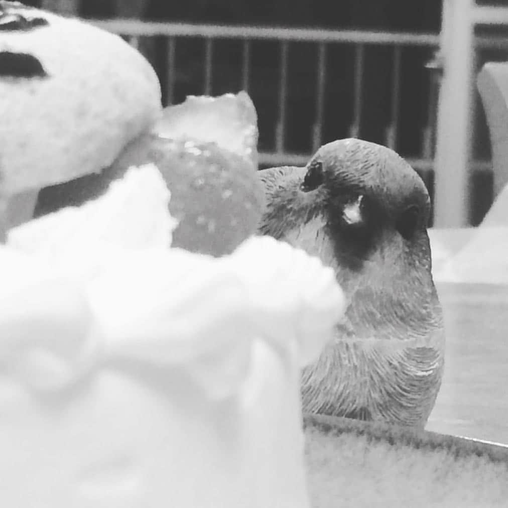 北川悦吏子さんのインスタグラム写真 - (北川悦吏子Instagram)「スズメがケーキから覗く。」12月24日 23時37分 - sparrow_rhythm