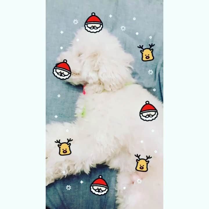 のインスタグラム：「🎄🎅Merry Christmas!🎅🎄 #merrychristmas  #dogstagram  #omochi」