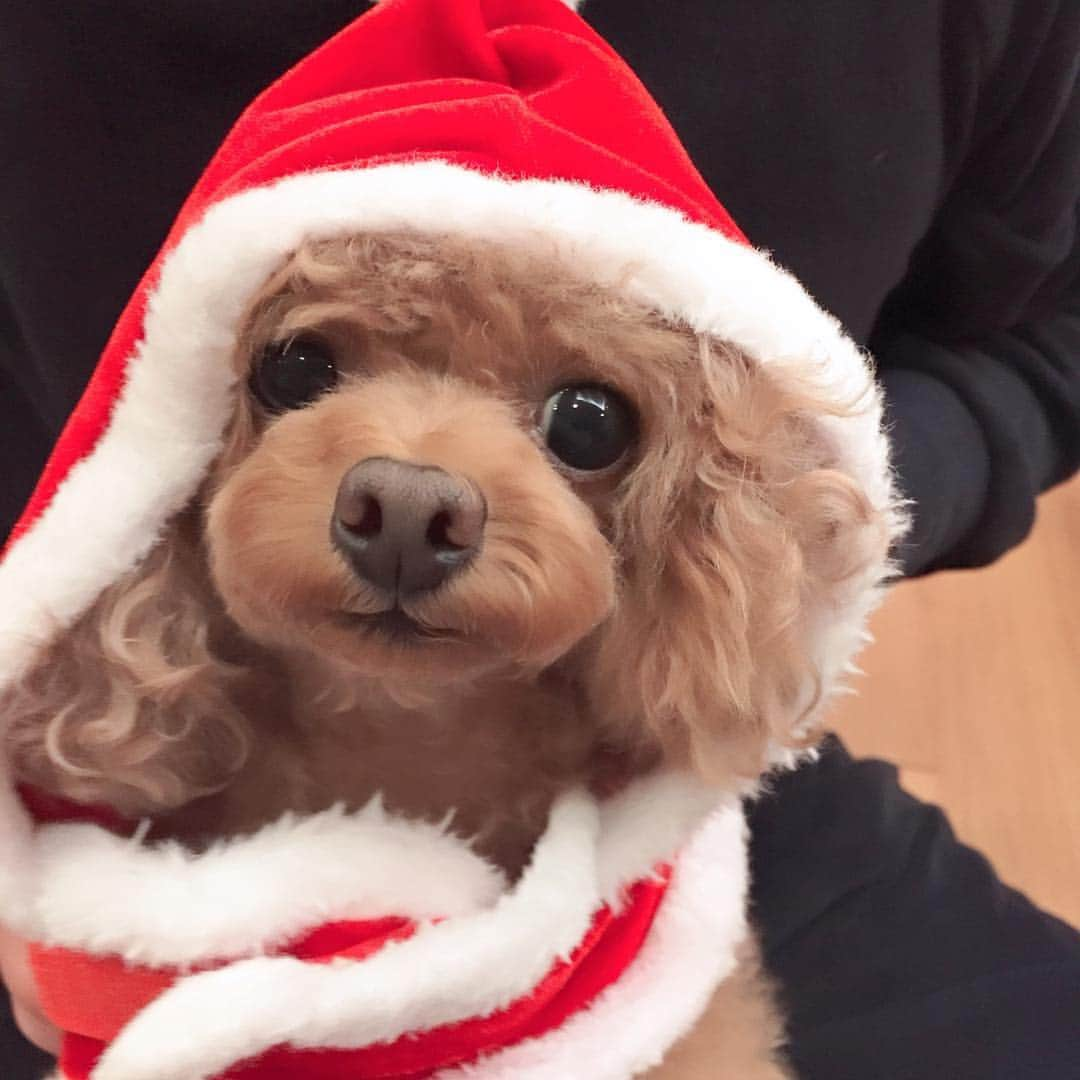 青田典子さんのインスタグラム写真 - (青田典子Instagram)「Happy  Merry Christmas💖 *･゜ﾟ･*:.｡..｡.:*･'*:.｡. .｡.:*･゜ﾟ･* by cherry💕」12月25日 0時08分 - norikoaota