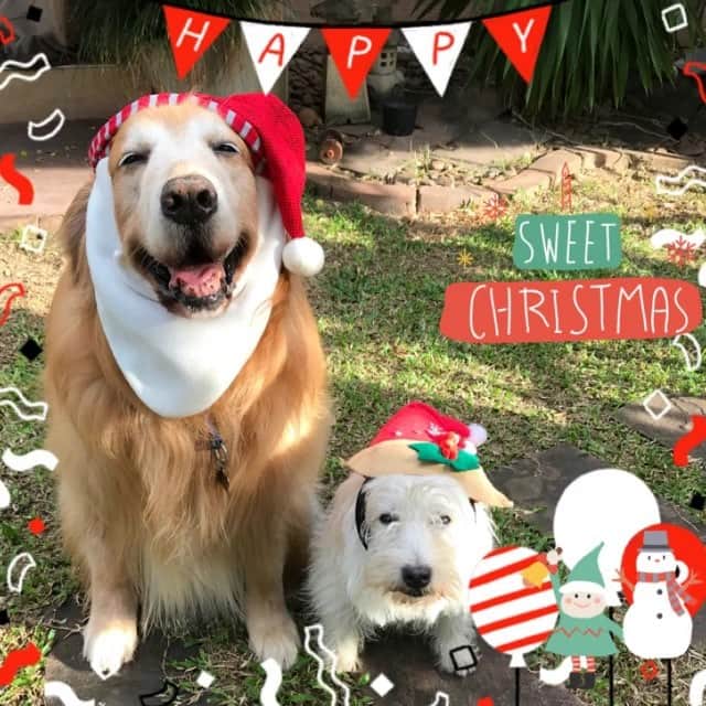 Hoykong&Plamuekのインスタグラム：「Merry Christmas 🎄🎁 ❤️ sing along with me😂😂😂」