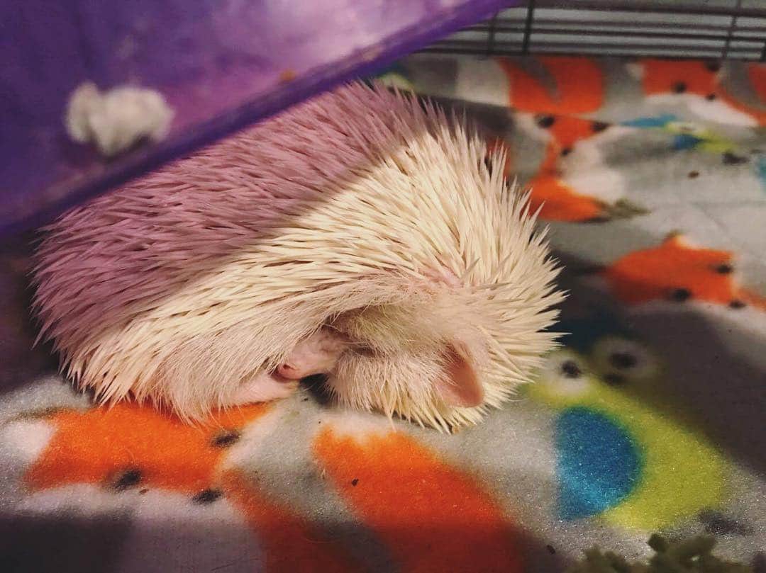 ハフのインスタグラム